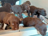 Des chiots Labradors LOF disponibles