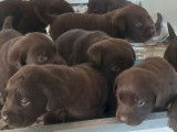 Des chiots Labradors LOF disponibles