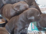 Des chiots Labradors LOF disponibles