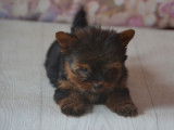 Des chiots Yorkshire Terriers à vendre