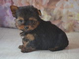 Des chiots Yorkshire Terriers à vendre