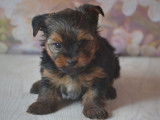 Des chiots Yorkshire Terriers à vendre