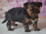 Des chiots Yorkshire Terriers à vendre