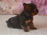 Des chiots Yorkshire Terriers à vendre