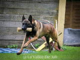 Chiots Berger Malinois à vendre