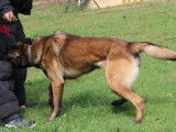 Chiots Berger Malinois à vendre