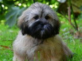 Des chiots Lhassa Apso LOF &agrave; vendre