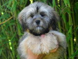 Des chiots Lhassa Apso LOF &agrave; vendre