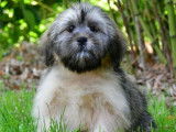 Des chiots Lhassa Apso LOF &agrave; vendre