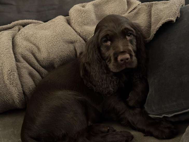 Cocker Spagniol Anglais disponible
