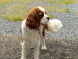 Mâle Cavalier King Charles Spaniel disponible pour saillie