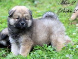 Disponibles des chiots Eurasiers LOF