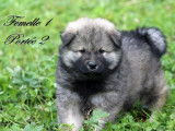 Disponibles des chiots Eurasiers LOF