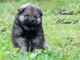 Disponibles des chiots Eurasiers LOF