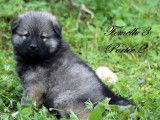 Disponibles des chiots Eurasiers LOF