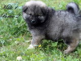 Disponibles des chiots Eurasiers LOF