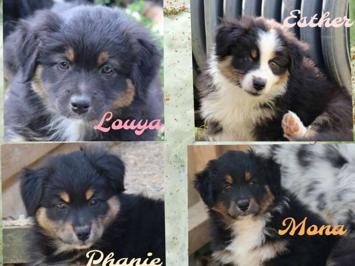 8 chiots Bergers Australiens LOF à vendre