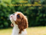 Chiot Cavalier King Charles LOF mâle chocolat et blanc à vendre