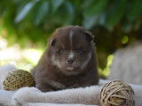 Chiots Pomsky à vendre
