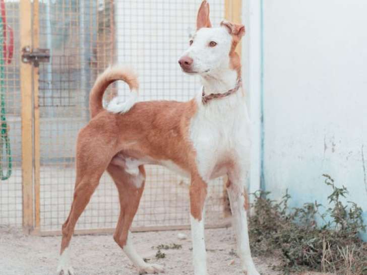 Chien de 4 ans à donner