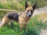 Chienne Berger Allemand de 6 ans à donner