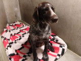 Chienne Griffon de 11 ans à donner