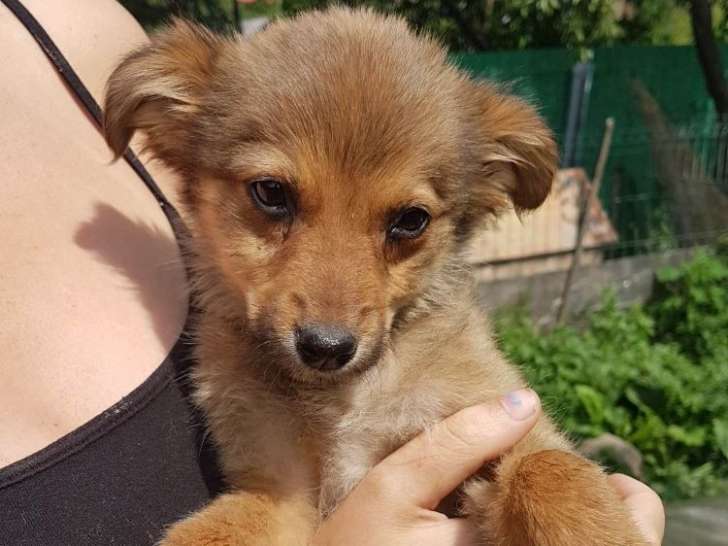 Chiot femelle de 3 mois à adopter