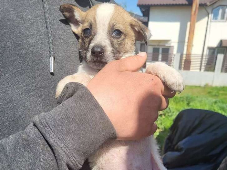 Chiot mâle de 3 mois à donner