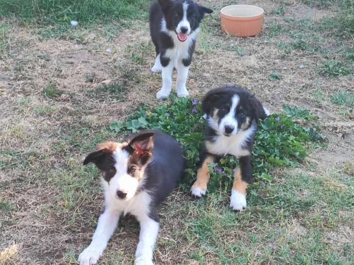 5 mâles et 1 femelle Berger Australien à vendre