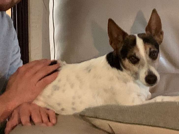 Chien adulte de type Jack Russell Mâle à donner