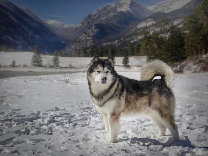 Chiots Malamute d'Alaska LOF à vendre