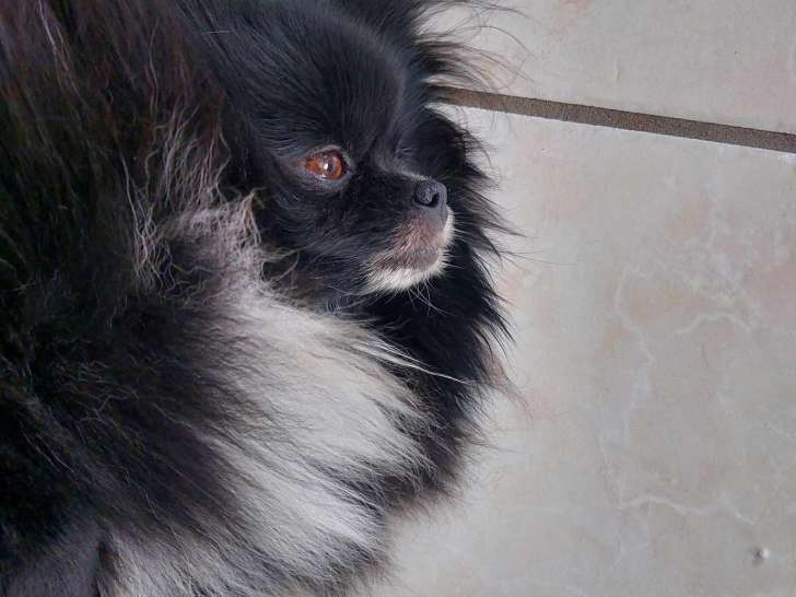 Chien adulte de race Loulou de Poméranie à vendre