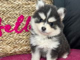 Chiots micro Pomsky à vendre