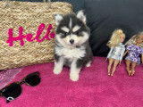 Chiots micro Pomsky à vendre