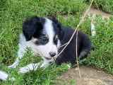 Chiots Border Collie à réserver
