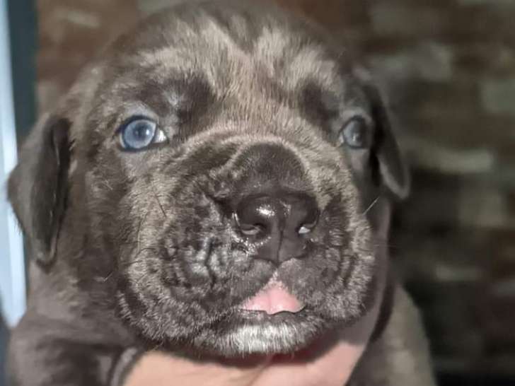 Chiots de race Cane Corso à vendre (1 femelle & 3 mâles)
