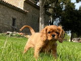 Chiots de race Cavalier King Charles Spaniel à vendre (2 femelles & 2 mâles)