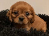 Chiots de race Cavalier King Charles Spaniel à vendre (2 femelles & 2 mâles)