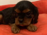 Chiots de race Cavalier King Charles Spaniel à vendre (2 femelles & 2 mâles)