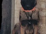 Chiots Berger Belge Malinois LOF &agrave; vendre
