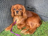 Superbe male cavalier king charles ruby