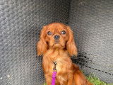 Superbe male cavalier king charles ruby