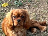Superbe male cavalier king charles ruby