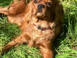 Superbe male cavalier king charles ruby