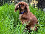 Superbe male cavalier king charles ruby