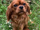 Superbe male cavalier king charles ruby