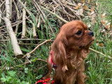 Superbe male cavalier king charles ruby