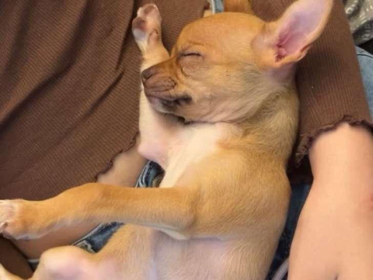 Petite femelle  Chihuahua de 3 mois à vendre