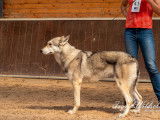 Alpinsaarloos wolfdog