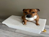 Mâle Staffordshire Bull Terrier disponible pour saillie